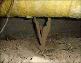 Pictures of Do Termite Stakes Work