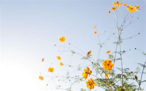 Yellow Flower Backgrounds