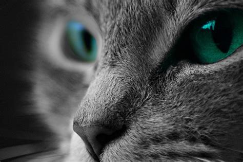 Cat Macro Photography · Free Photo On Pixabay