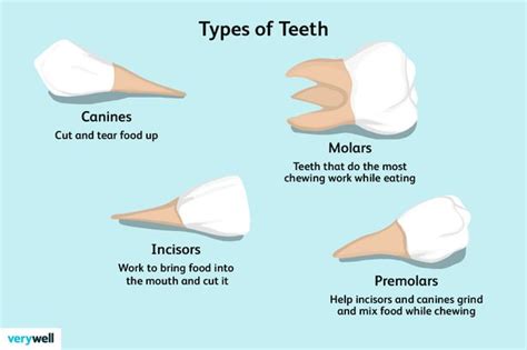 Human Anatomy Teeth Names Numbers And Types