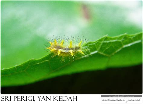 Air terjun sri gethuk ini mulai dikenal sekitar tahun 2010an. sendudukdesa journal: Makro - Sri Perigi, Yan, Kedah