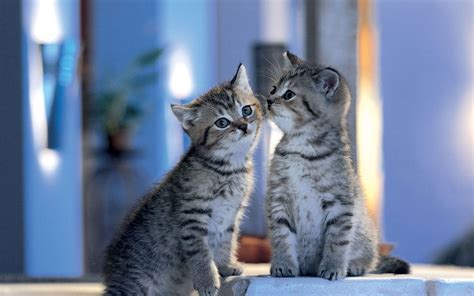 1313 kitten hd wallpapers and background images. 50 HD Cute Cat Wallpapers for Your Desktop