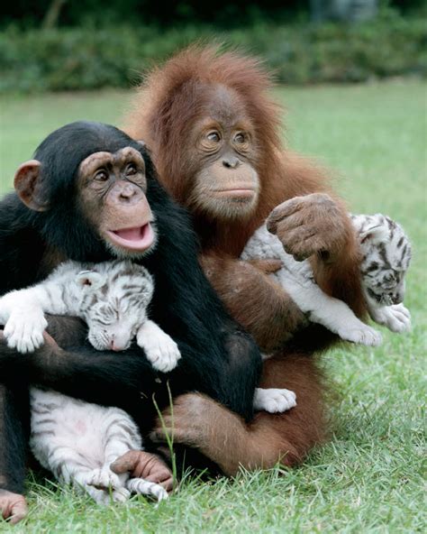 Animals Time Chimp Orangutan And Tigers Time Hora Del Chimpancé El