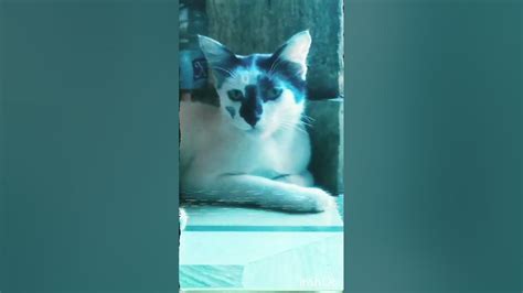 My Cute Catshortvideo Cutecat Youtube