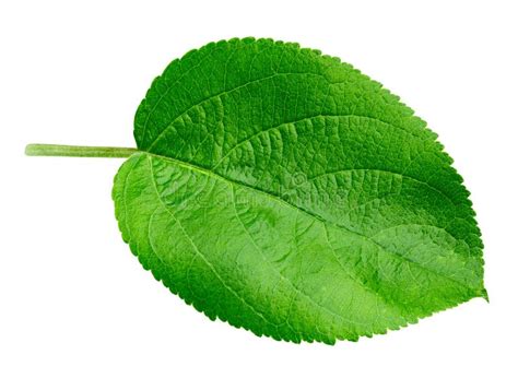 Apple Leaf Isolated On White Stock Photo Image Of Shadow Clipping