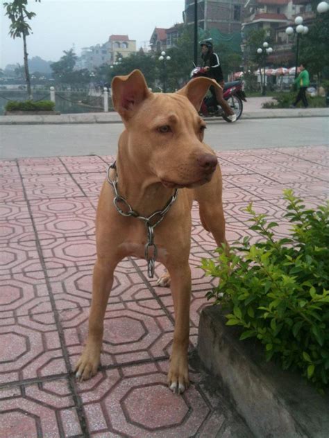 Vì vậy, khi nó tấn công con người sẽ gây ra hậu quả nghiêm trọng. Pit Bull thuần chủng: Một số hình ảnh về chú chó BULLS