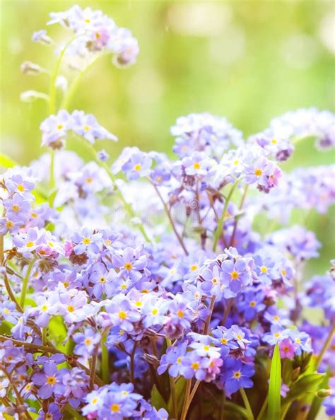 Spring Background Of Delicate Blue Flowers Of Forget Me Nots Stock