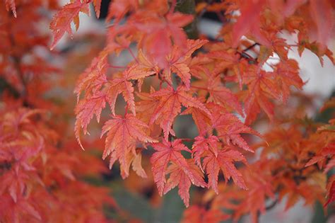 Maples are a popular landscape choice for their fall color. Lions Head Japanese Maple (Acer palmatum 'Shishigashira ...