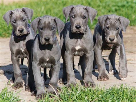 Top 5 Of The Worlds Largest Dog Breeds