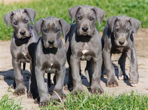 Great danes are one of the gentlest breeds around. Top 5 of the World's Largest Dog Breeds