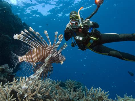 Scuba Diving Diver Ocean Sea Underwater Fish Wallpaper