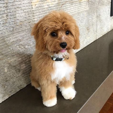 I may be young now, cute and. Cheap Cavoodle Puppies For Sale Near Me