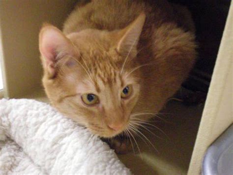 Does not like them in her space so would. Tabby - Orange - Darrel - Medium - Adult - Male - Cat for ...