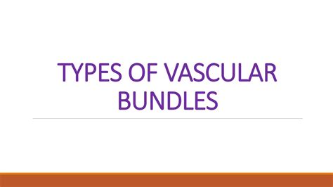 Solution Types Of Vascular Bundles Studypool