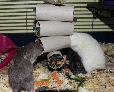 A tissue or disposable glove box empty toilet paper. 20 Free or Cheap DIY Rat Toys in 2020 | Rat toys, Pet mice ...