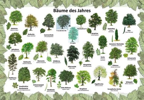 Übersicht aller bisherigen bäume des jahres. Bäume des Jahres | Baum des jahres, Heimische bäume und ...