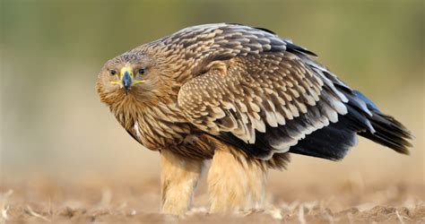 Eagle Species Top 15 Most Beautiful Eagle Species In The World Did U