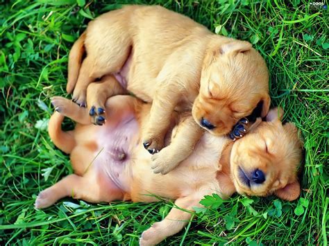Puppies Sleeping Two Cars Grass Little Doggies Dogs Wallpapers