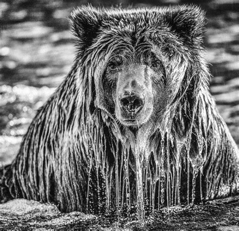 National Geographic Bear Kodiak Bear Grizzly Bear
