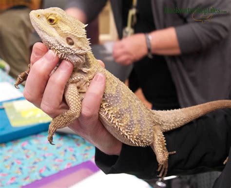 Top 10 Coolest Pet Lizards Before Owning A Lizard As A Pet You Should
