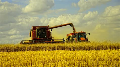 Time For Wheat Harvest 1920 X 1080 Hdtv 1080p Wallpaper