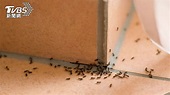 潮濕酷熱蟲蟻多！越看越癢抓不完 專家授「4招輕鬆滅蟻」