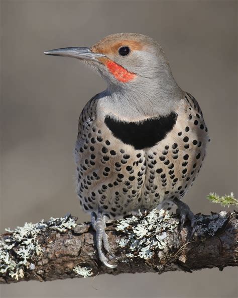 Northern Flicker Male Red Shafted Palouse River Idaho Usa Pretty