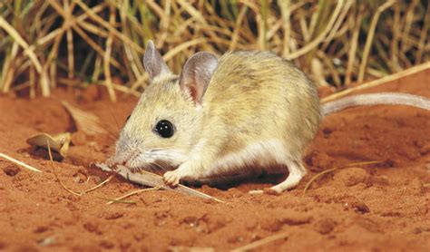 Australias Desert Dwelling Mammals Australian Geographic