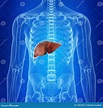 Il fegato umano illustrazione di stock. Illustrazione di salute - 114078516