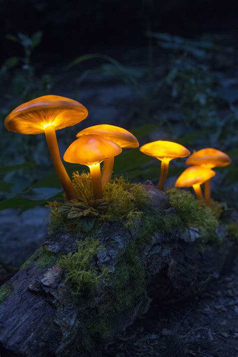 Mushroom Lamp Fungi Light Fairy Decor Nature Decor Led Light