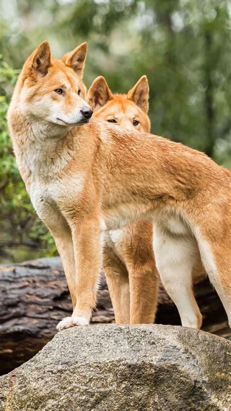 Dingo Habitat Diet And Reproduction Reptile Park