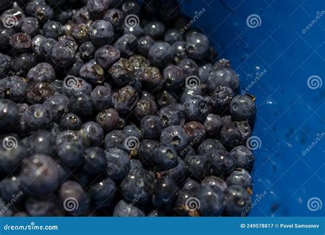 Rotten Blueberries Close Up Spoiled Berries Stock Image Image Of