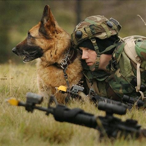 Mwd Germanshepherd Military Service Dogs Military Dogs Army Dogs