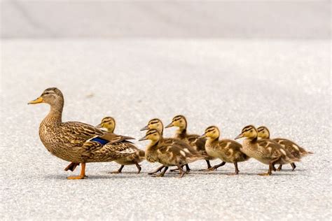 What Does It Mean When Ducks Wag Their Tails
