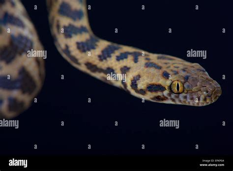 Spotted Python Antaresia Maculosa Stock Photo Alamy