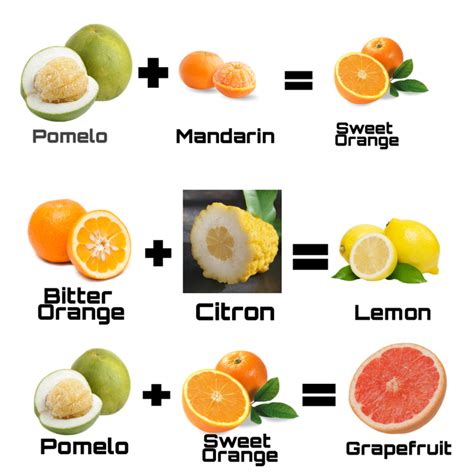 Common Citrus Fruits The Success Manual