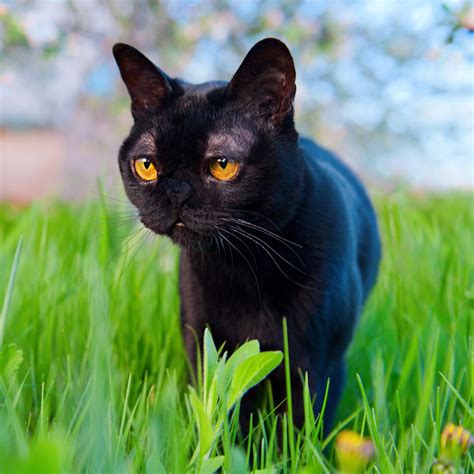 Bombay Cat For Sale Near Me Cat Meme Stock Pictures And Photos