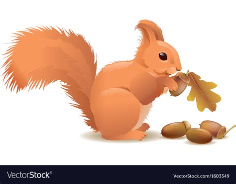 Squirrel With Acorns Royalty Free Vector Image