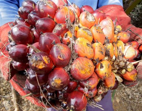 Tell us about your experience with red palm oil uses in the comments below. 'EU would still use Malaysian palm oil'