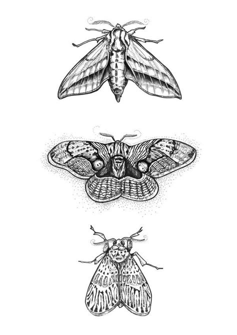 3 Moths Matte Art Print Moth Drawing Moth Tattoo Moth Illustration