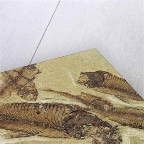 Fossilized Devonian Fish Posters And Prints By Corbis