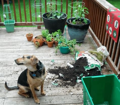 How Do I Keep My Dog From Destroying My Yard