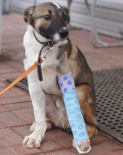 Der Besitzer Sagte Ihm Er Solle Auf Dem Bürgersteig Bleiben Der Hund