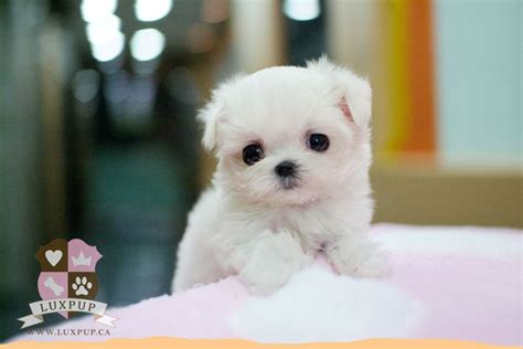 120 Best White Dogs Images On Pinterest Teacup Maltese