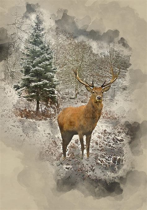 Beautiful Red Deer Stag In Snow Covered Festive Season Winter Fo