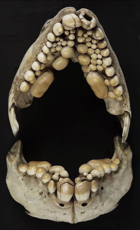Lower And Upper Jaw Animal Skeletons Animal Bones Animal Skulls