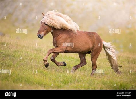 Icelandic Horse Chestnut Stallion Galloping On Grass Iceland Stock