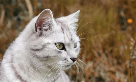 Our leadership team has been talking for awhile now about helping the area of roswell, nm where hundreds of cats lose their lives weekly simply because there is no programs in place to spay/neuter friendly cats, do tnr out in the community, and. WaterClan Cats - Waterclan (warrior cats) - Fanpop