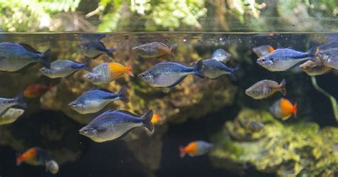 Rivers Of The World · Tennessee Aquarium