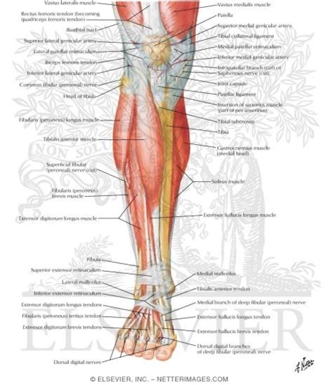 Muscle that allows the big toe to extend and reinforces the action of the long extensor (extension of certain toes). Muscles of Leg (Superificial Dissection): Anterior View